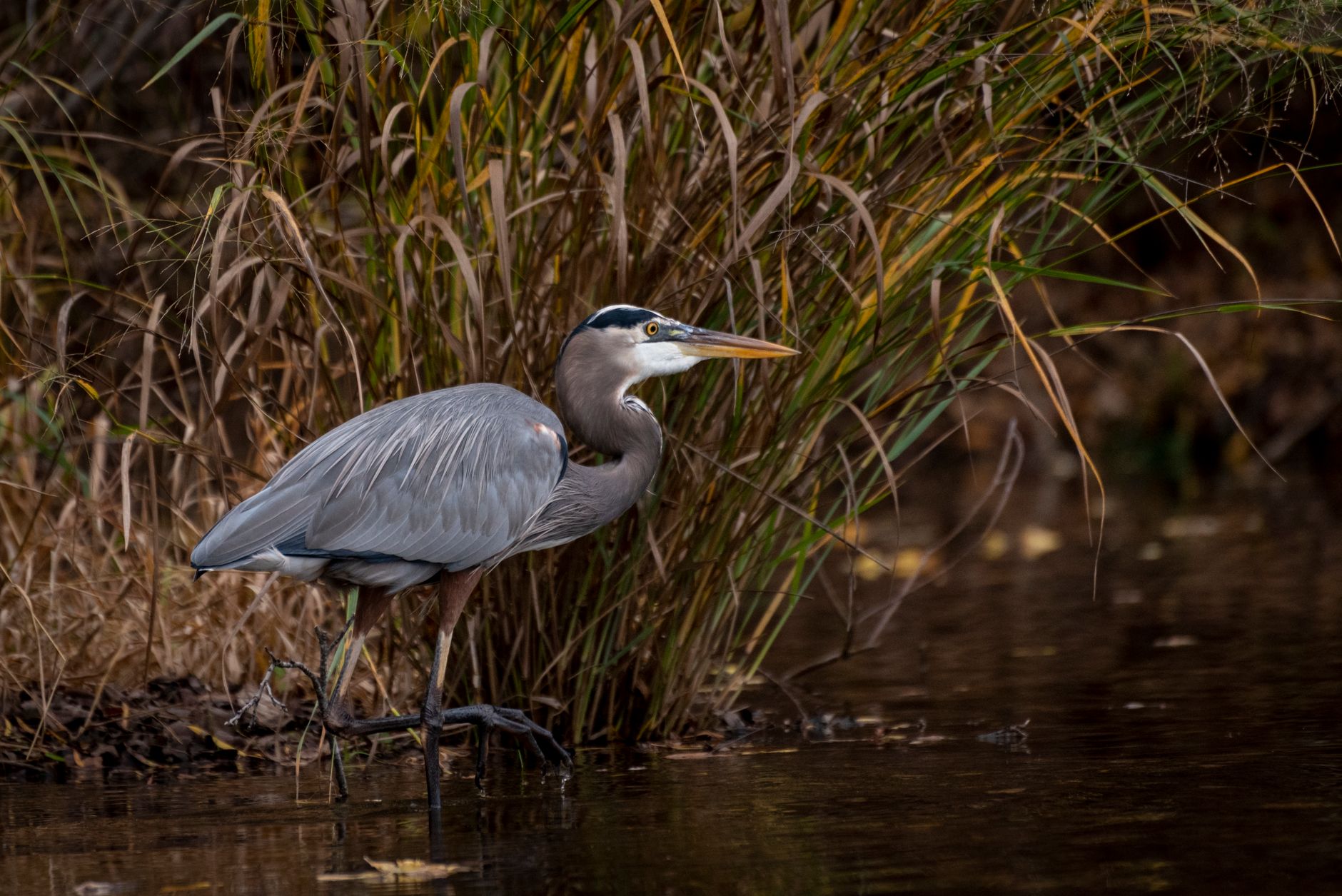 A Great Blue Heron stands in the marshy wetlands of Austin, TX, showcasing its elegant plumage